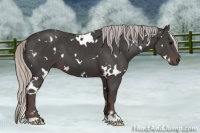 Horse Color:White Spotted Silver Black 