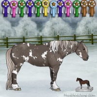 Horse Color:White Spotted Silver Black 