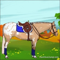 Horse Color:White Spotted Silver Bay Dun Varnish 