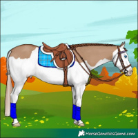 Horse Color:Red Dun Splash 