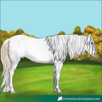 Horse Color:Chestnut Splash Snowflake Varnish 