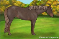 Horse Color:Liver Red Roan Rabicano