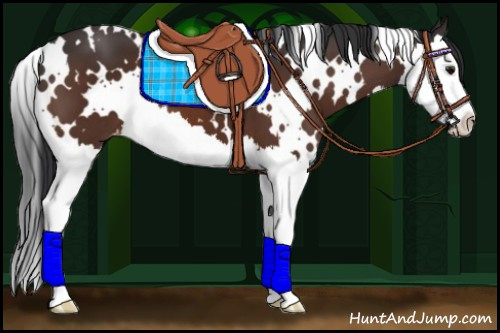 Horse Color:White Spotted Bay Splash Appaloosa 