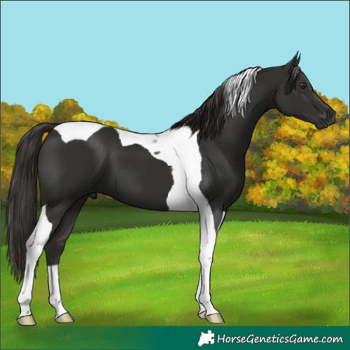 Horse Color:Liver Chestnut Tobiano