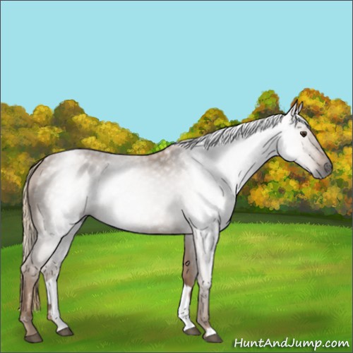 Horse Color:Gray Chestnut Rabicano 