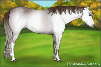 Horse Color:Gray Chestnut 
