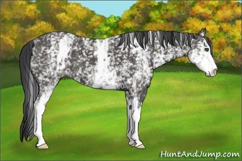 Horse Color:Unknown 