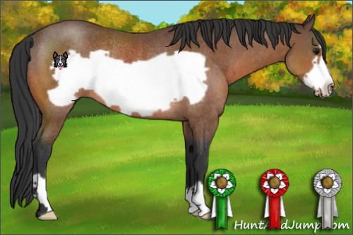 Horse Color:Bay Frame Rabicano 