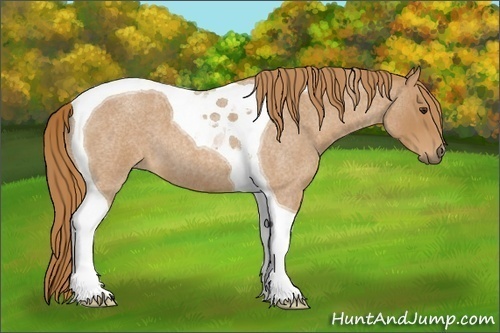 Horse Color:Red Roan Tobiano 