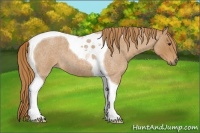 Horse Color:Red Roan Tobiano 