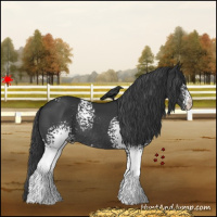Horse Color:White Spotted Black Rabicano 