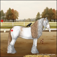 Horse Color:White Spotted Red Roan 