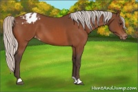 Horse Color:Silver Bay Appaloosa 