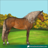 Horse Color:Chocolate Palomino 