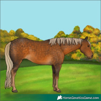 Horse Color:Chocolate Palomino 