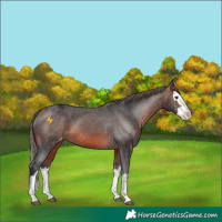 Horse Color:Bay Mushroom Sabino Splash Varnish 