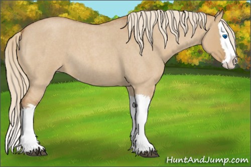 Horse Color:Unknown 