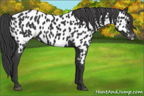 Horse Color:Black Appaloosa
