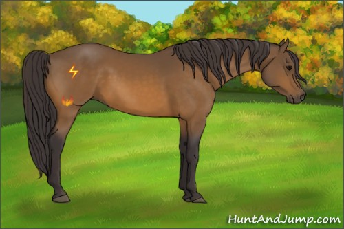 Horse Color:Buckskin 