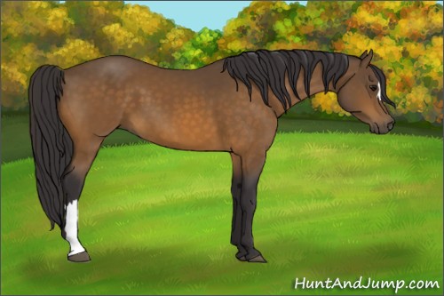Horse Color:Buckskin 
