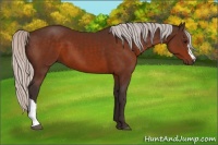 Horse Color:Silver Bay 
