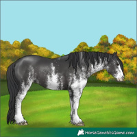Horse Color:White Spotted Black 