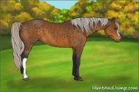Horse Color:Silver Buckskin 