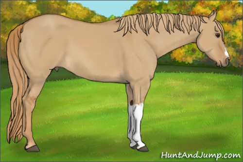 Horse Color:Red Dun