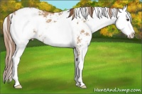 Horse Color:Red Dun Sabino