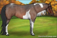 Horse Color:Bay Roan Tobiano 
