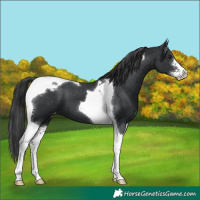 Horse Color:Black Sabino Tobiano Appaloosa 
