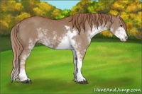 Horse Color:Chestnut Sabino 