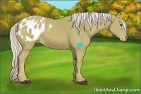 Horse Color:Watercolor Palomino Sabino Appaloosa 