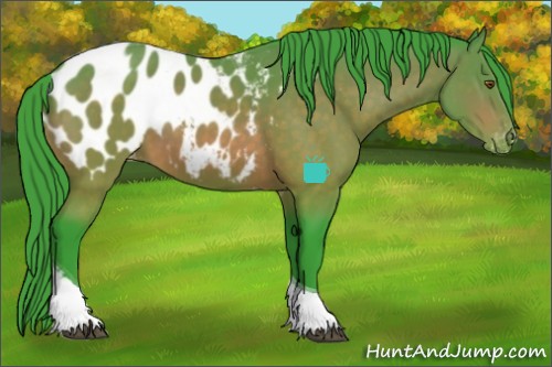 Horse Color:Watercolor Buckskin Sabino Tobiano Appaloosa 