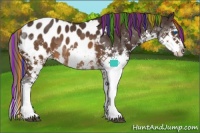 Horse Color:Painted White Spotted Buckskin Splash Appaloosa 