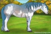 Horse Color:Watercolor White Spotted Brown Splash Appaloosa 