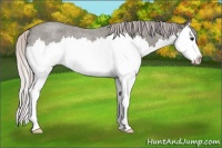 Horse Color:Silver Blue Roan Splash Rabicano