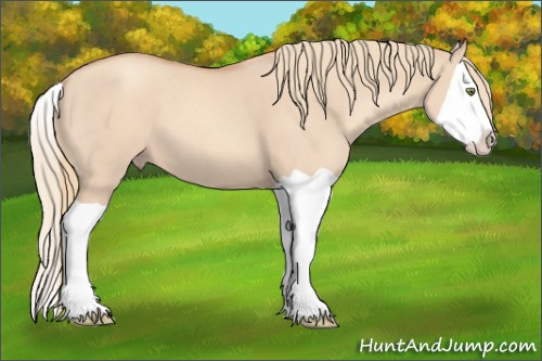 Horse Color:Gold Champagne Dun Splash 