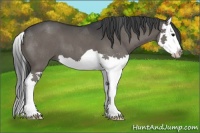Horse Color:Black Splash