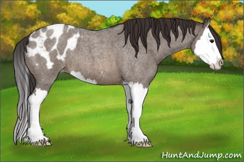 Horse Color:Brown Roan Dun Splash Appaloosa 