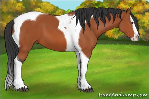 Horse Color:Bay Splash Tobiano 