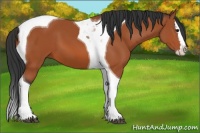 Horse Color:Bay Splash Tobiano