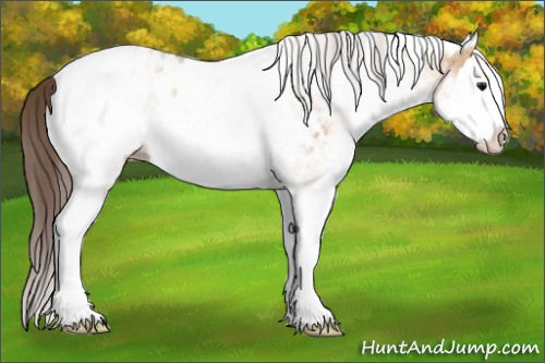Horse Color:White Spotted Bay Dun Splash Appaloosa