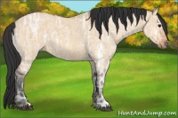Horse Color:Bay Ice Dun