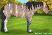 Horse Color:Bay Ice Roan 
