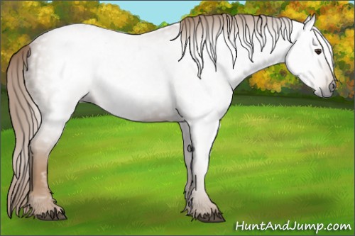 Horse Color:Gray Chestnut 