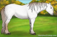 Horse Color:Gray Chestnut 