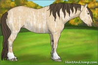 Horse Color:Buckskin Ice Dun Rabicano 