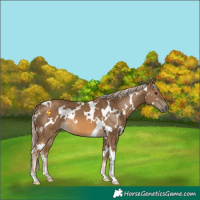 Horse Color:White Spotted Chocolate Palomino 