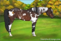 Horse Color:White Spotted Bay Rabicano 